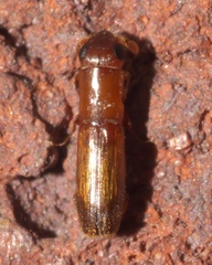 Platypodinae