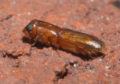 Platypodinae