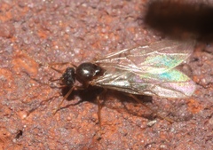 Lasius