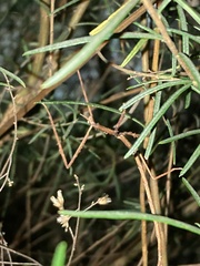 Ctenomorpha marginipennis