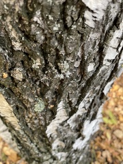 Flavopunctelia soredica