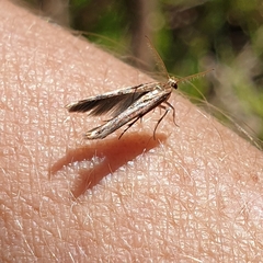 Stathmopoda