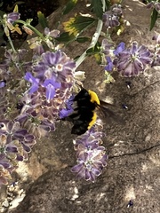 Bombus morrisoni