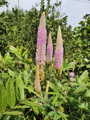 Uraria