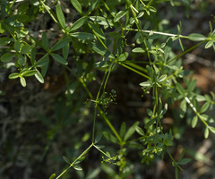 Galium palustre