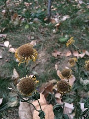 Inula japonica