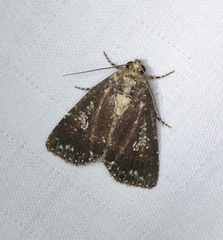 Condica albigutta