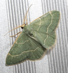 Chlorochlamys phyllinaria