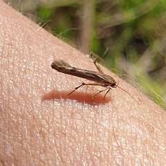Stathmopoda