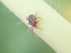 Erythraeidae