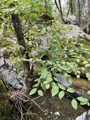 Alnus rhombifolia