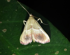 Endotricha repandalis
