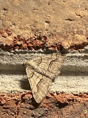 Digrammia continuata