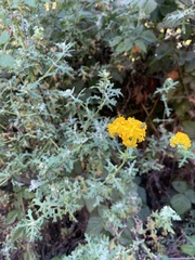Eriophyllum