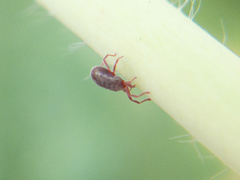 Erythraeidae