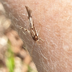 Stathmopoda
