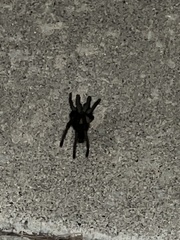 Aphonopelma steindachneri