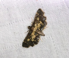 Eurrhyparodes bracteolalis