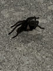 Aphonopelma steindachneri