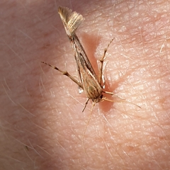 Stathmopoda