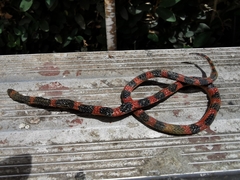 Geophis semidoliatus