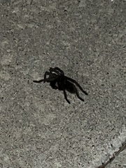 Aphonopelma steindachneri