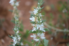 Teucrium racemosum