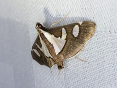 Glyphodes bicolor
