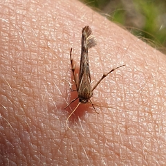 Stathmopoda
