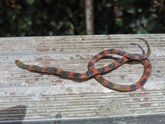 Geophis semidoliatus