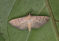 Herpetogramma rudis