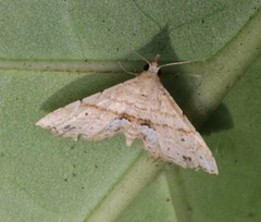 Hypenagonia