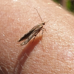 Stathmopoda
