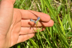 Delphinium nuttallianum