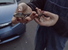 Elgaria multicarinata multicarinata