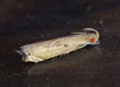 Idiophantis