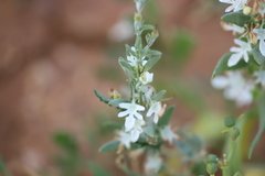 Teucrium racemosum