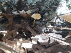 Mycena crocea