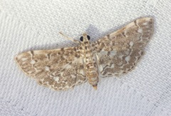 Metoeca nymphulalis