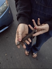 Elgaria multicarinata multicarinata