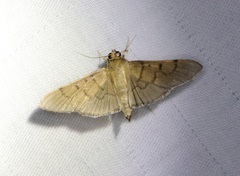 Omiodes pernitescens