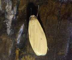 Paralithosia shaowuica