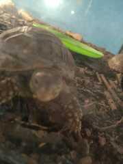 Centrochelys sulcata