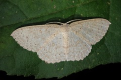 Perixera flavispila