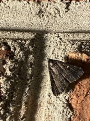 Tetanolita mynesalis