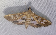 Sameodes cancellalis