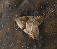 Rivula basalis