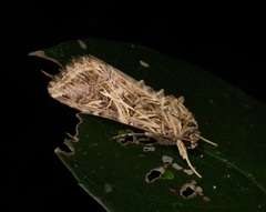 Spodoptera litura