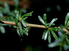 Olearia solandri
