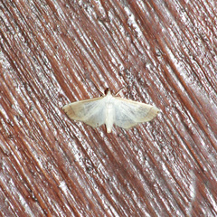 Blepharomastix saurialis